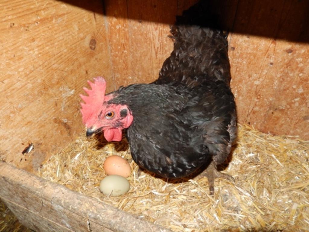 Farm stay Mittersteghof,