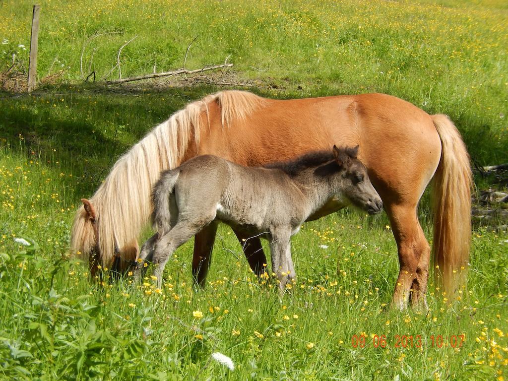 Farm stay Mittersteghof, *